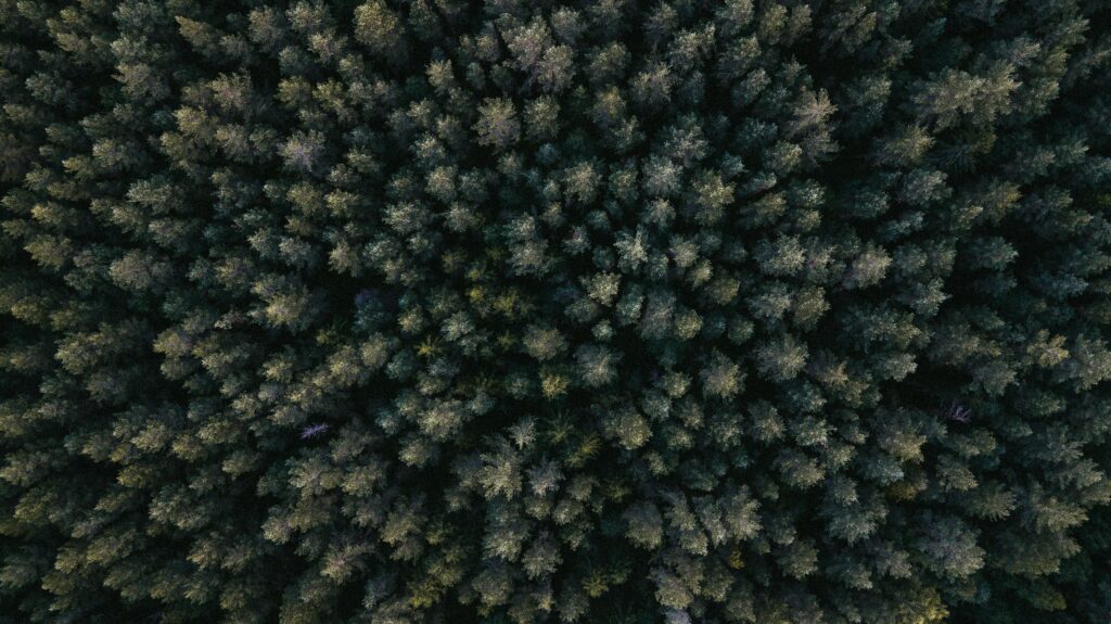 pexels photo 1310755 1310755 Explore the intricate patterns of a dense forest seen from above in this drone shot.